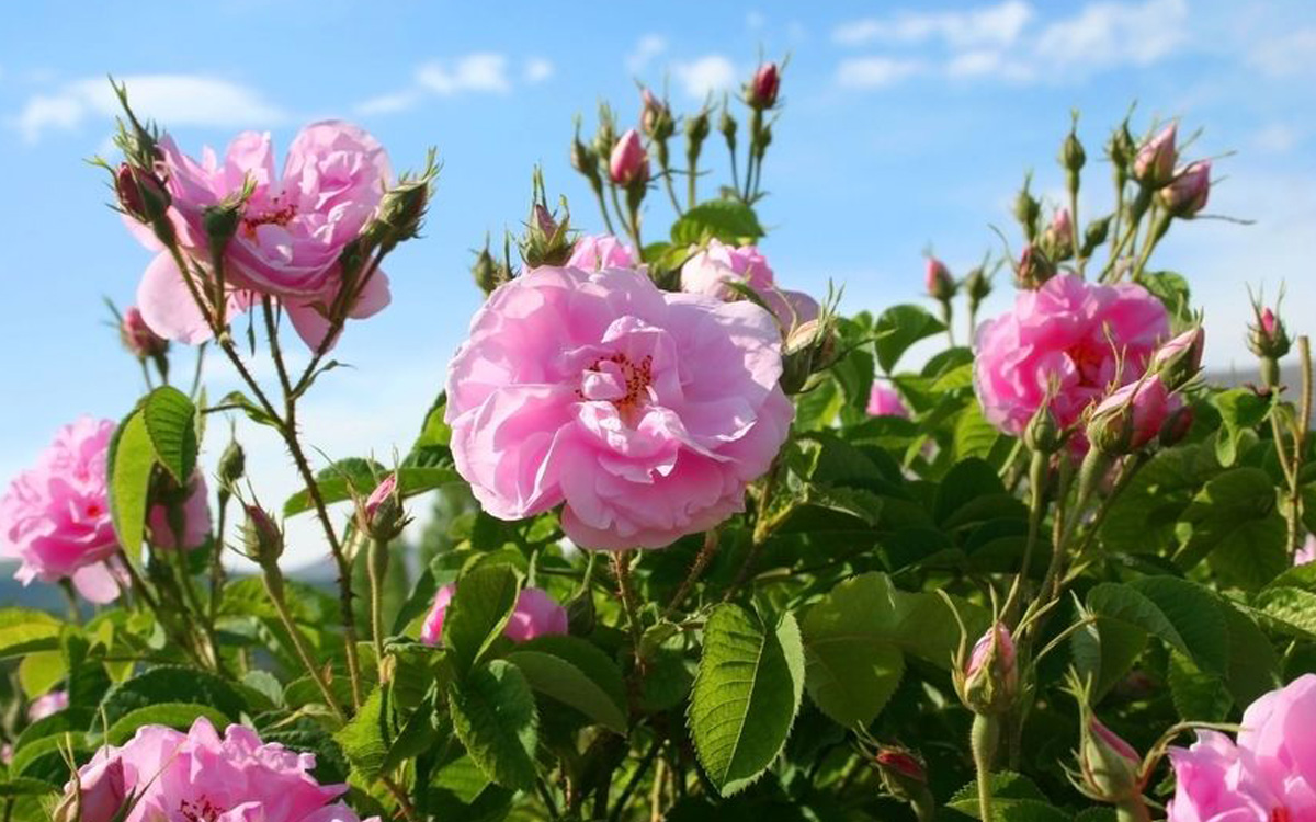 Wild Rose Bachblüte Heckenrose Beitrag LebensPuls