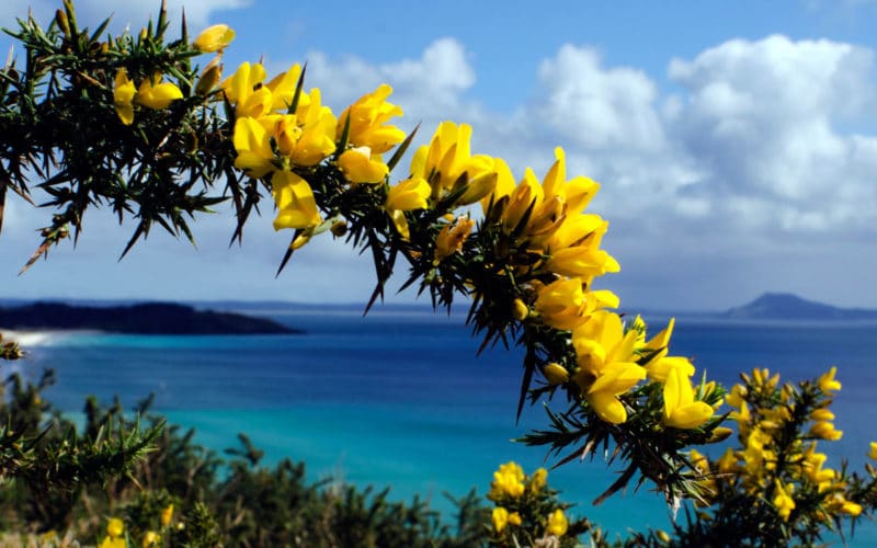 Gorse Bachblüte Stechginster Beitrag LebensPuls