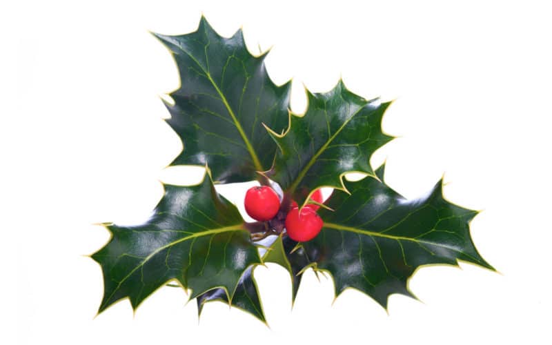 Holly Bachblüte Stechpalme Beitrag LebensPuls