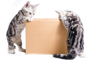 Katzen mit Schachtel