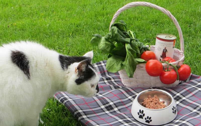 Alleinfuttermittel Futter für Hunde und Katzen Beitrag LebensPuls