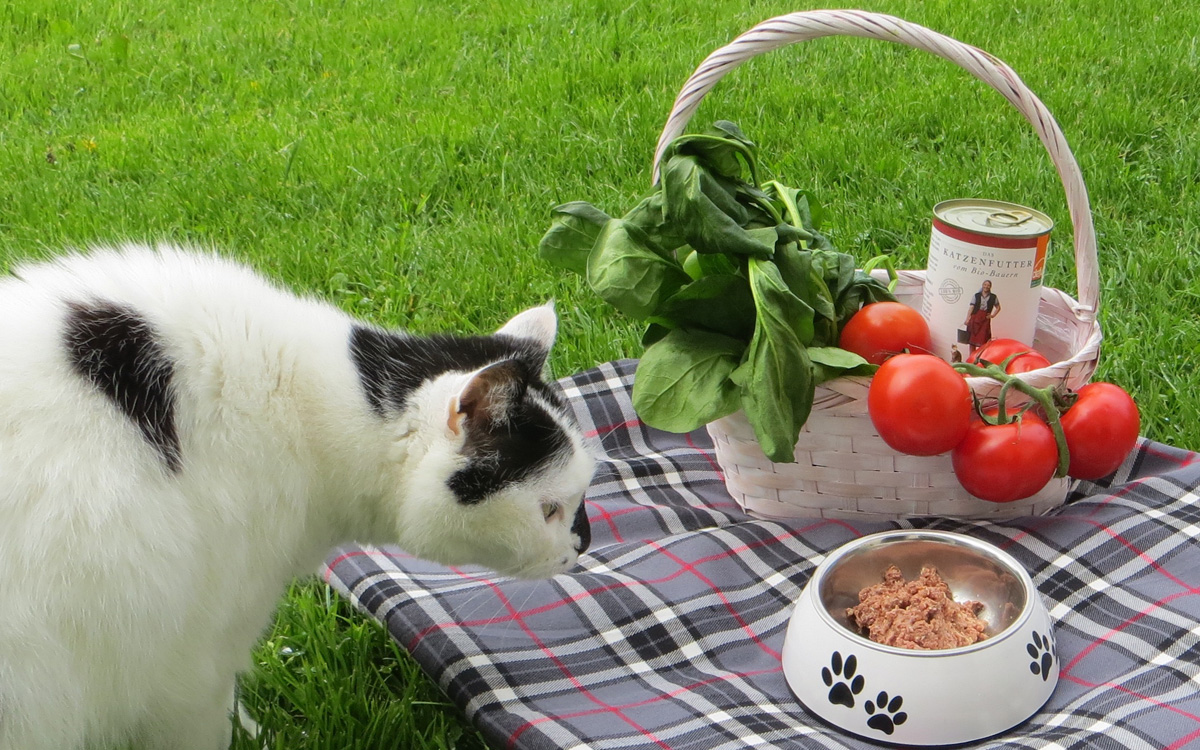 Alleinfuttermittel Futter für Hunde und Katzen Beitrag LebensPuls