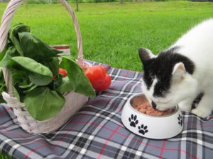 Katze Cosma beim Picknick mit Bio Futter Defu