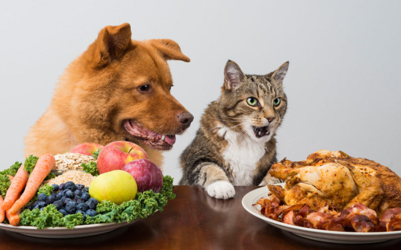 Ernährungsberatung für Hund und Katze cc 123rf