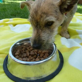 Hunde Trockenfutter