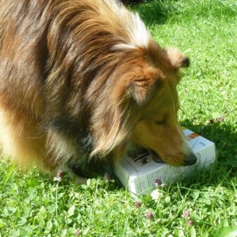 Hunde Leckerli