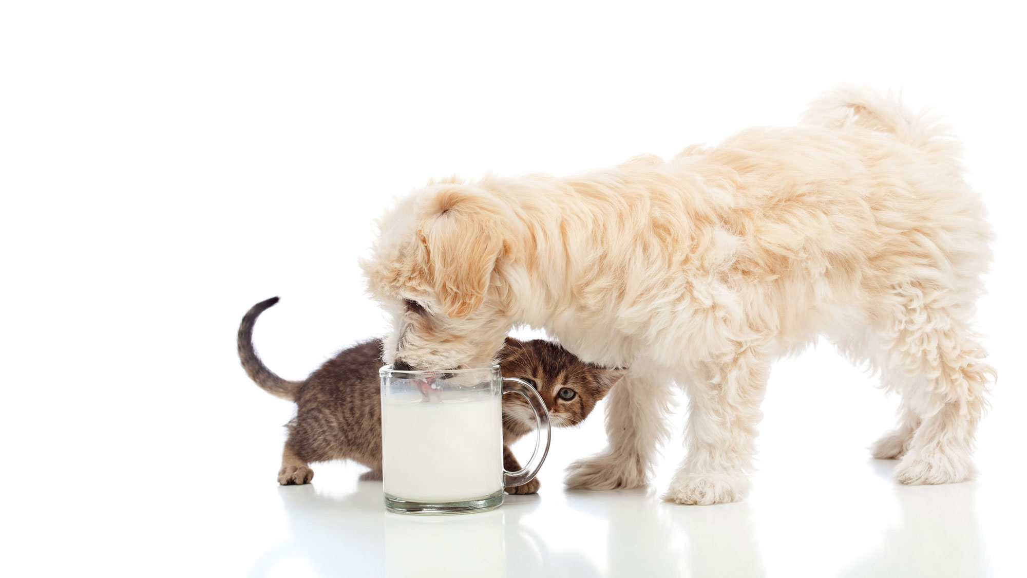 Bio Futter LebensPuls 123rf