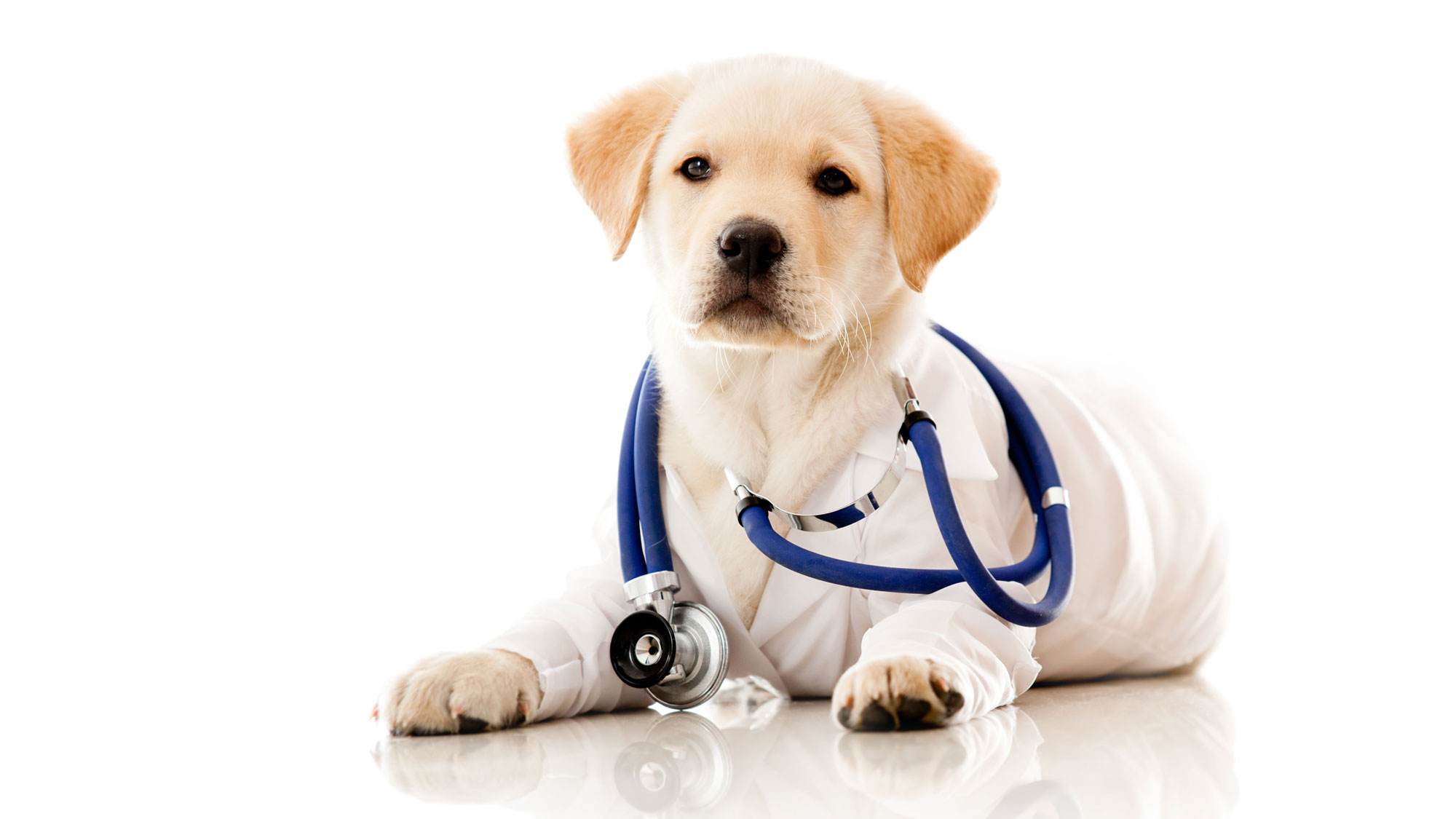 Hundedoktor LebensPuls 123f