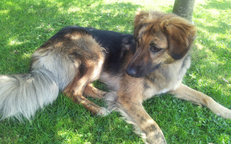 Hund Nero bekam gegen seine hartnäckige Ohrenentzündung Aloe Vera