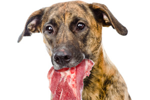 Hund mit Fleisch im Maul