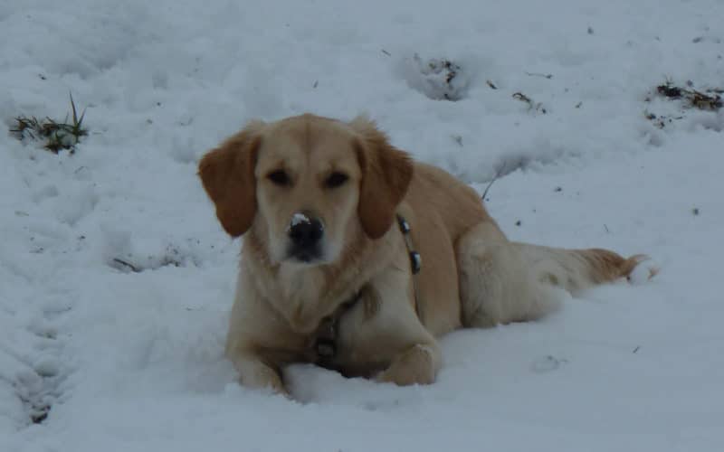 Bio Hundefutter von Defu, Hund Cindy im Schnee