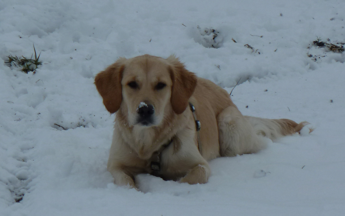 Bio Hundefutter von Defu, Hund Cindy im Schnee