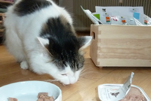 Katze Mietzkatz beim Fressen vom Defu Bio Futter