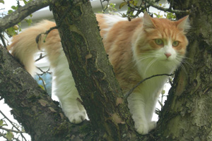 Katze Tigger im Baum