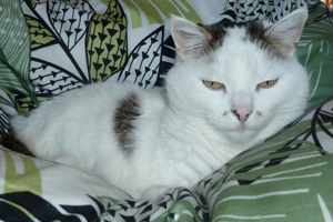 Katze Shiva von Praxis Lebenspuls im Bett