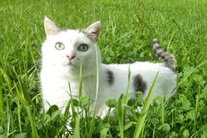 Katze Shiva von Praxis Lebenspuls im Gras