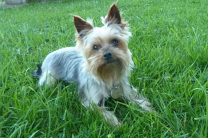 Hund Inka im Garten