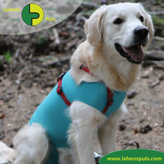 VetMedCare Tierbedarf Body Hund dog + cat body OP Body Rüde Male