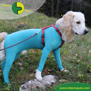 VetMedCare Tierbedarf Body mit 4 Beinen Hund Ruede 2