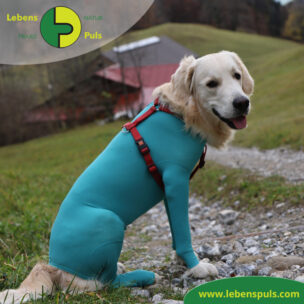 VetMedCare Tierbedarf Body mit 4 Beinen Hund Ruede 3