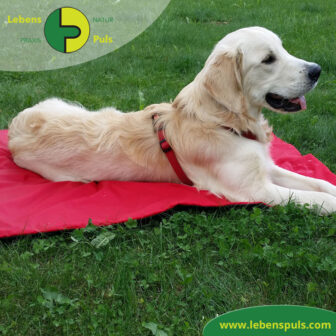 VetMedCare Tierbedarf Animal Pad