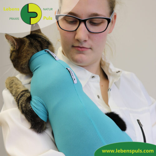 cat body für Katzen | Body mit kurzen Beinen | Wunden schützen 17 VetMedCare Tierbedarf Cat Body 2