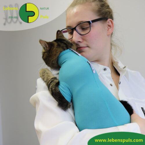 cat body für Katzen | Body mit kurzen Beinen | Wunden schützen 18 VetMedCare Tierbedarf Cat Body 3