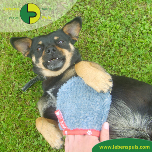 Fellpflege Handschuh | super sanfte Alternative zur BΓΌrste | Hund, Katze, Pferd, Kleintiere 9 VetMedCare Tierbedarf Fellpflege Handschuh 1