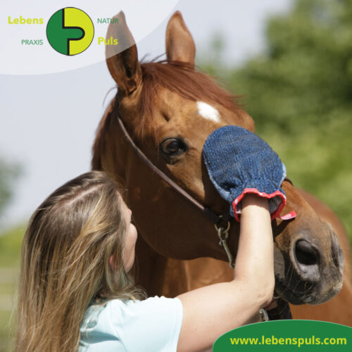 Fellpflege Handschuh | super sanfte Alternative zur BΓΌrste | Hund, Katze, Pferd, Kleintiere 12 VetMedCare Tierbedarf Fellpflege Handschuh 2