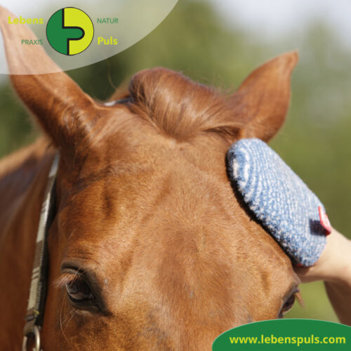 Fellpflege Handschuh | super sanfte Alternative zur BΓΌrste | Hund, Katze, Pferd, Kleintiere 13 VetMedCare Tierbedarf Fellpflege Handschuh 4