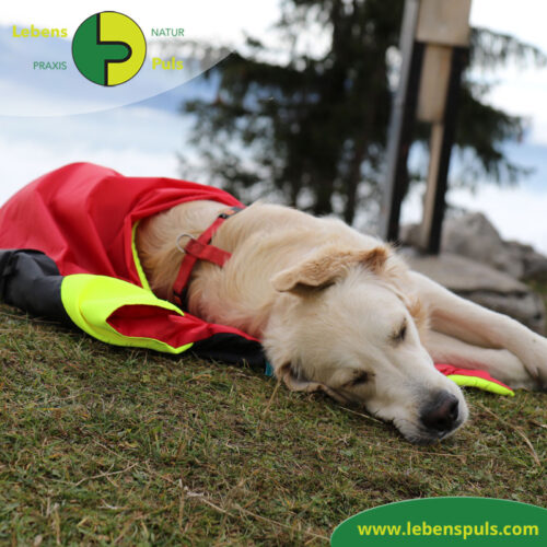 Safety Bag | Outdoor | extrem isolierende Hundedecke und Schlafsack 10 VetMedCare Tierbedarf Safety Bag 2