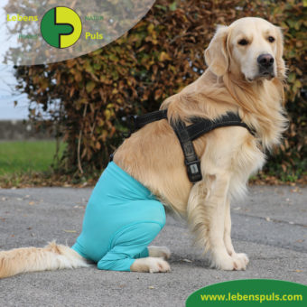 VetMedCare Tierbedarf Safety Pants Hund
