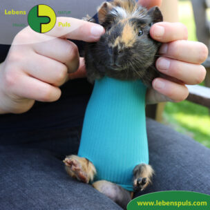 VetMedCare Tierbedarf Safety Tube Beinling Strumpf, Wundschutz für Kleintiere, Farbe grün blau