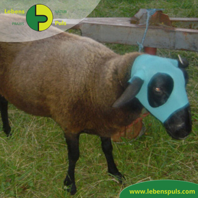 VetMedCare Tierbedarf Safety Tube Beinling Strumpf, Wundschutz Kopfschutz für Kleintiere, Farbe grün blau