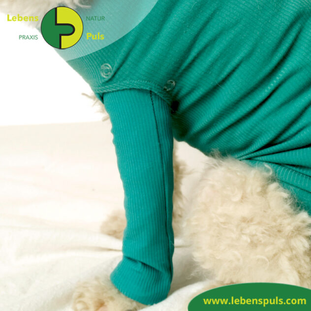 VetMedCare Tierbedarf Safety Tube Beinling Strumpf, Wundschutz für Kleintiere, Farbe grün blau