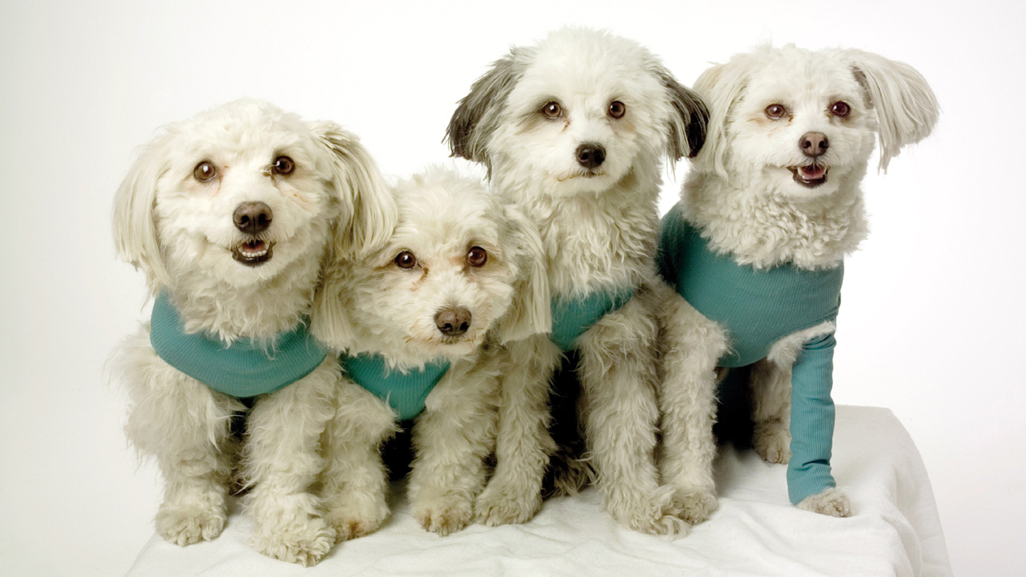 VetMedCare Bodys Wundschutz LebensPuls