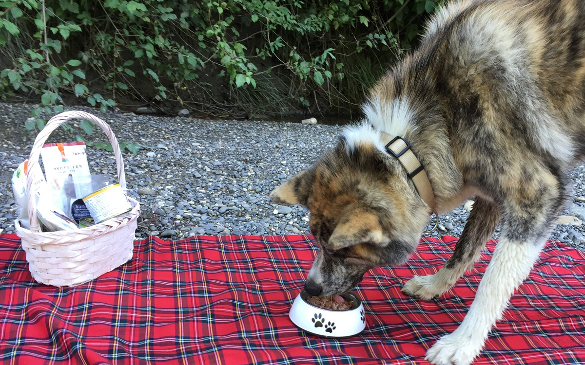 Hund Akito Inu Picknick mit Defu Bio Hundefutter