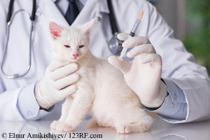 Katze Impfung Beitrag LebensPuls