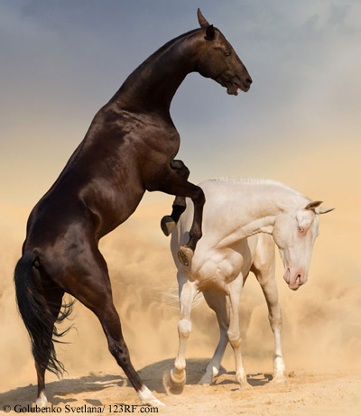 Pferde kämpfen Beitrag LebensPuls