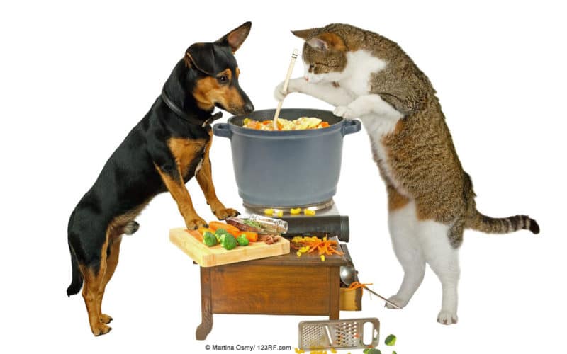 Kochen Futter für Hund und Katze Beitrag LebensPuls