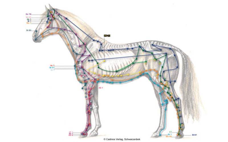 Pferd, Meridian, Kreislauf-Sexus, Element Feuer, Beitrag LebensPuls