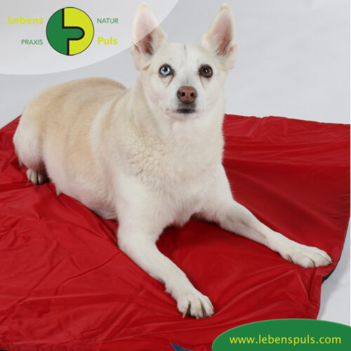 Animal Pad | Outdoor | stark isolierende Hundedecke für Unterwegs 17 VetMedCare Tierbedarf Hundedecke Animal Pad3