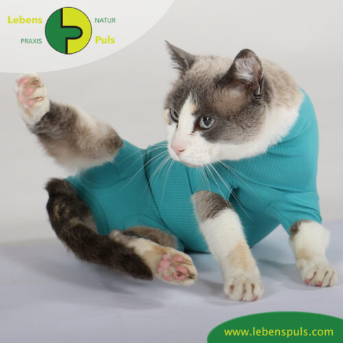 cat body für Katzen | Body mit kurzen Beinen | Wunden schützen 24 VetMedCare Tierbedarf Cat Body greenblue Bauch
