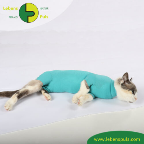cat body für Katzen | Body mit kurzen Beinen | Wunden schützen 22 VetMedCare Tierbedarf Cat Body greenblue Bauch2