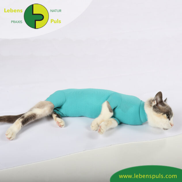 VetMedCare Tierbedarf Cat Body greenblue Bauch2