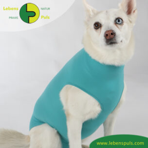 VetMedCare Tierbedarf Dog + Cat Body Huendin greenblue sitz