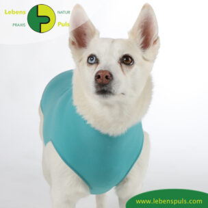 VetMedCare Tierbedarf Dog + Cat Body Huendin greenblue vorne