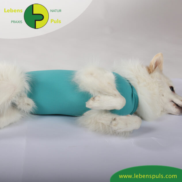 VetMedCare Tierbedarf Dog + Cat Body Ruede greenblue Bauch