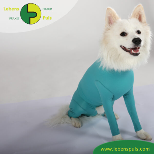 VetMedCare Tierbedarf Dog + Cat Body mit 4 Beinen Ruede greenblue sitz2