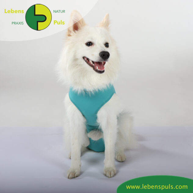 VetMedCare Tierbedarf Dog + Cat Body Ruede greenblue vorne
